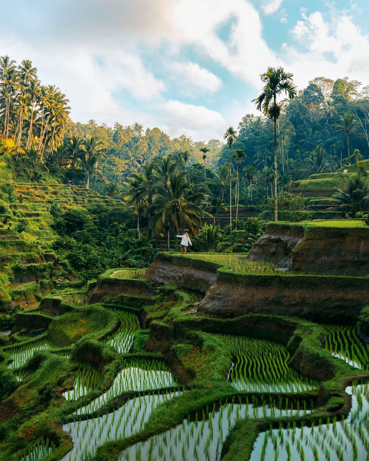 Kintamani Volcano Tour Tegallalang Rice Terrace
